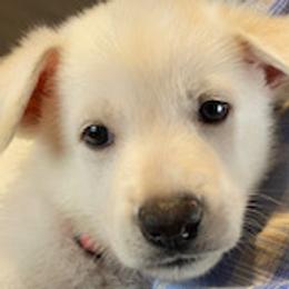 Girl 1 - White female German Shepherd puppy in Santa Rosa Valley, California from Diamond White German Shepherds