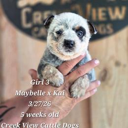 Girl 3 - Blue female Australian Cattle Dog puppy in Monroe, North Carolina from Creek View Cattle Dogs