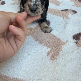 Dapple Longhair male - Dapple male Dachshund puppy in California from Sweetheart Labradors & Mini Dachshunds