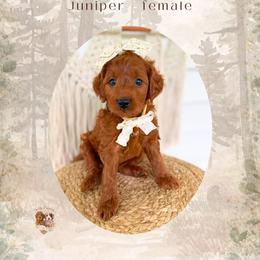 Juniper - Red  female Goldendoodle puppy in Canton, Georgia from Teddy Puppies