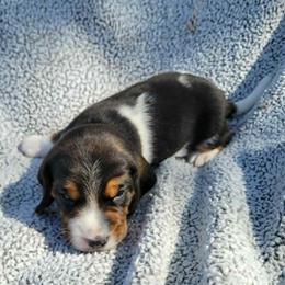 Eeny - Black white and tan male Beagle puppy in Palmyra, Nebraska from Nebraska K9's