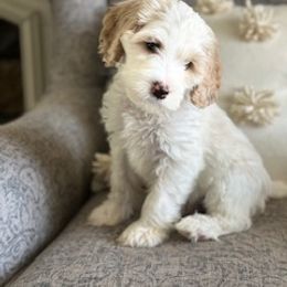 Australian Labradoodle Puppies from Daff-O-Doodles