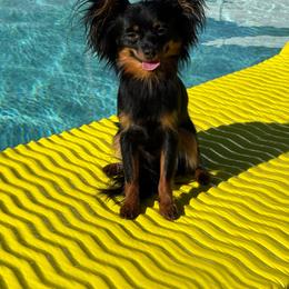 Lotus - Black and tan male Russian Toy puppy in North Palm Beach, Florida from FLORIDA SUNSHINE RUSSIAN TOYS