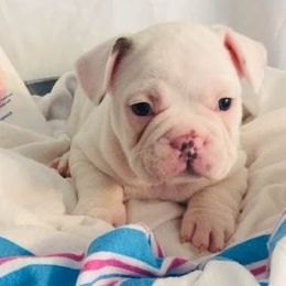 French Bulldog Puppies from Ceeciez Frenchies