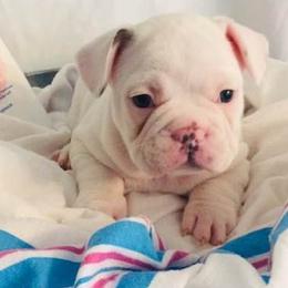 French Bulldog Puppies from Ceeciez Frenchies
