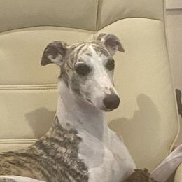 Lexy - Whippet