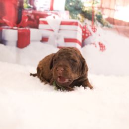 Brownie - Chocolate male Goldendoodle puppy in Arlington, Texas from Chambers Doodle Patch