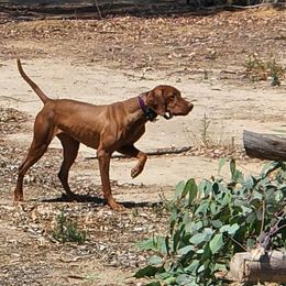 Daae - Vizsla