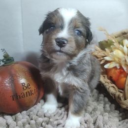 Dante - Blue merle male Miniature Australian Shepherd puppy in Hartselle, Alabama from ELSRi’s Crimson Cross Mini Aussies