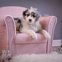 Australian Shepherd Puppies from Sandollar Aussies