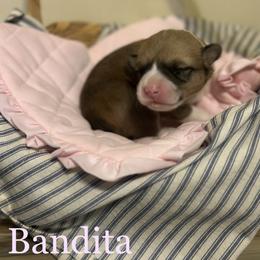 Bandita - Sable female Pembroke Welsh Corgi puppy in Huntington, Texas from Flower Hill Farm