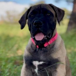 Ruby-Multi Pink Collar - Brown female Boerboel puppy in Pearce, Arizona from Desert Stronghold Boerboels