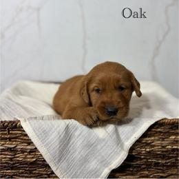 Oak - Dark golden male Golden Retriever puppy in Fruitland, Idaho from Bethel Retrievers