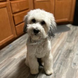 Prim - Whoodle