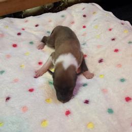 Mina - Sable and white female Collie puppy in Carencro, Louisiana from Cajun Bayou's Collies LLC