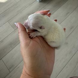 Girl 1 - Cream female Pomeranian puppy in Meridian, Idaho from Precious poms