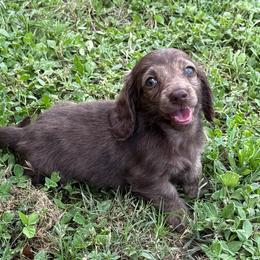 Chocolate and cream  brindle 1 - Chocolate and cream male Dachshund puppy in Defuniak Springs, Florida from Anastasia Knight's Cocker Spaniels