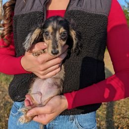 Marbles - Dapple male Dachshund puppy in Unadilla, Georgia from Hamsley's Puppy Palace
