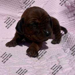 Cora - Red female Redbone Coonhound puppy in Mount Pleasant, Texas from Harmons Hounds