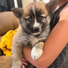 Opal - Wolf sable female Pomsky puppy in Tonasket, Washington from Washington Pomskies