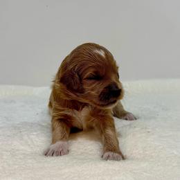 Marigold - Apricot female Goldendoodle puppy in Kenansville, North Carolina from J+A Family Doodles