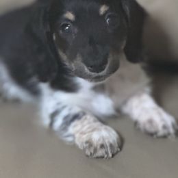 Male 2 - Piebald male Dachshund puppy in Brandon, Mississippi from Cane Creek Doxies