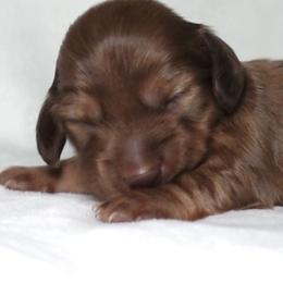 Penny - Red female Dachshund puppy in Texarkana, Texas from Lolo&CoDachshunds