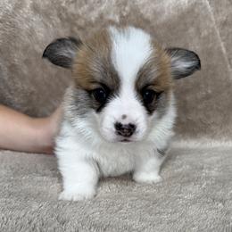 Pumpkin - Red female Pembroke Welsh Corgi puppy in Colbert, Washington from Siclair Crowns Corgis