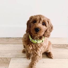 Bernedoodle and Goldendoodle Puppies from Highland Goldendoodles