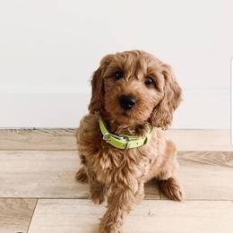 Bernedoodle and Goldendoodle Puppies from Highland Goldendoodles