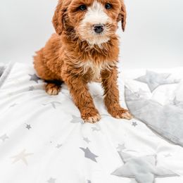 Cupid - Red  male Goldendoodle puppy in Belton, South Carolina from Poodley Doodley Doo