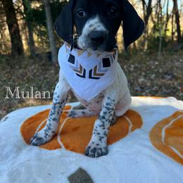 Mulan - Black and white female German Shorthaired Pointer puppy in Dugspur, Virginia from Pilgrims Trails Shorthairs