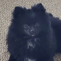 La Chanté - Pomeranian