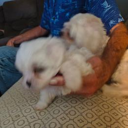 Runtleigh - White female Maltese puppy in Walker County, Georgia from Heltons Little Gems