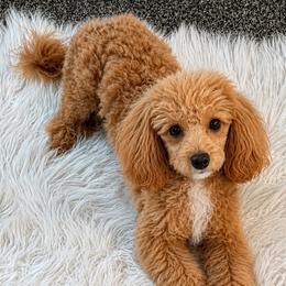 Goldendoodle puppies from Cackalacky Companions