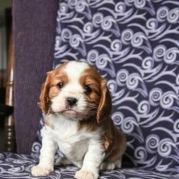 Arlo - Blenheim male Cavalier King Charles Spaniel puppy in West Sacramento, California from Autumn Nightz Cavaliers
