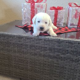 Gia - Labrador Retriever puppy from Marlene's Labrador Retrievers