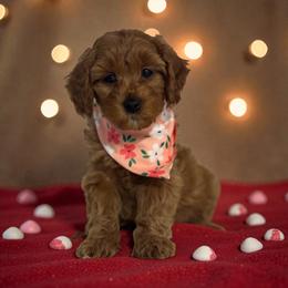 Jingles - Apricot female Cavapoo puppy in Gainesville, Florida from Alyssa Xxweetdoodles