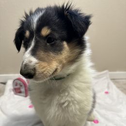 Charlie - Black white and tan Collie puppy in Waterville, Iowa from Lisa’s Lassies