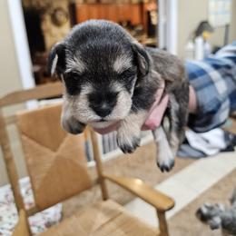 Brown Collar - Salt and pepper male Miniature Schnauzer puppy in Blountville, Tennessee from Maxwell House Schnauzers