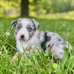 Skye - Blue merle female Miniature Australian Shepherd puppy in Stuart, Virginia from Apple Tree Mini Aussies