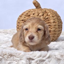 Milo AKC free delivery to Orlando, Florida 10-27 - Dapple male Dachshund puppy in Fredricktown, Missouri from Ivy Cream Dachshunds