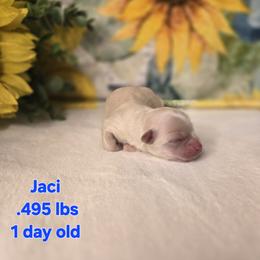 Girl 1 - female Havanese puppy in Trinity, Alabama from Tooties Cuties Havanese