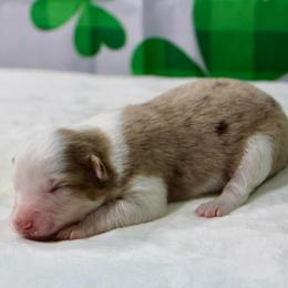 Daisy - Red merle female Toy Australian Shepherd puppy in Bauxite, Arkansas from J and B Mini Aussies
