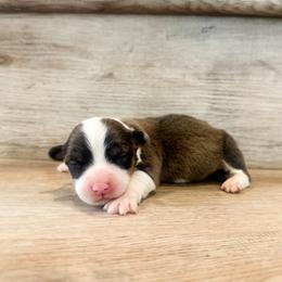Wonder (Fluffy) - Sable male Pembroke Welsh Corgi puppy in Pahrump, Nevada from Desert Sunset Pembroke Welsh Corgis