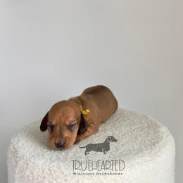 Monica - Red female Dachshund puppy in Royse City, Texas from Truehearted Miniature Dachshunds