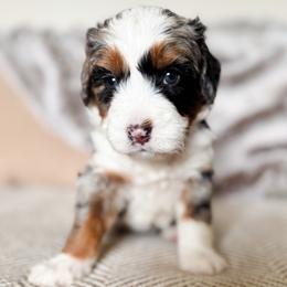 Bernedoodle and Goldendoodle Puppies from Sac River GoldenDoodles & BerneDoodles LLC