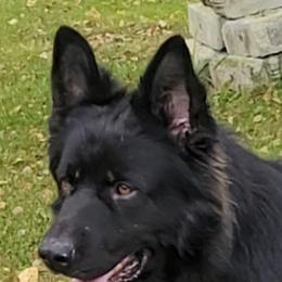 Brutus - German Shepherd