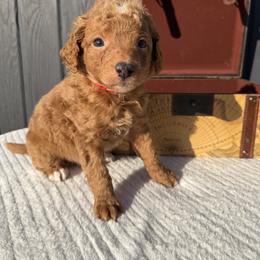 Red Puppies - Red  male Goldendoodle puppy in Rush, New York from Care Bear Puppies