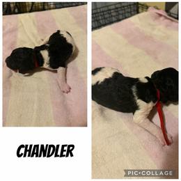 Chandler - Parti male Poodle puppy in Piqua, Kansas from Legacy Farms Standard Poodles